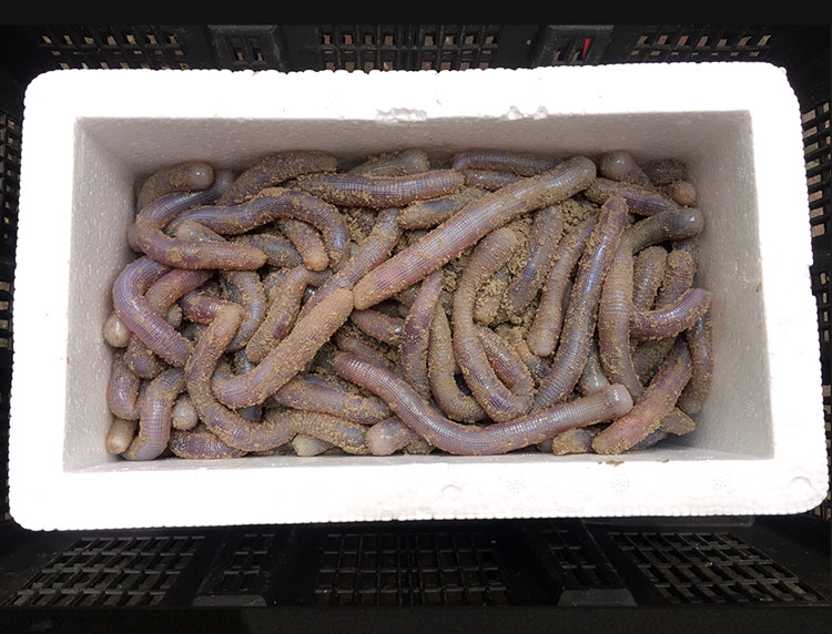 四海生鲜东山岛新鲜沙虫海肠子沙肠子软体海洋虫新鲜海鲜水产250g