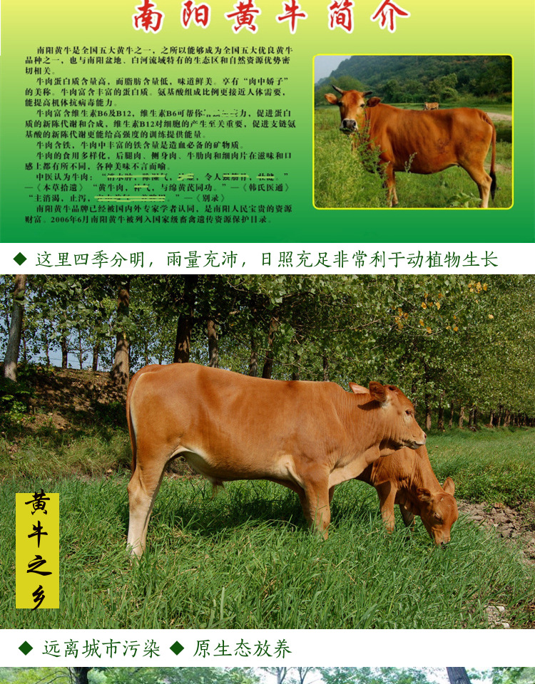 农家散养黄牛肉新鲜牛肉生牛肉牛腱牛里脊牛腿牛腩清真3斤起邮