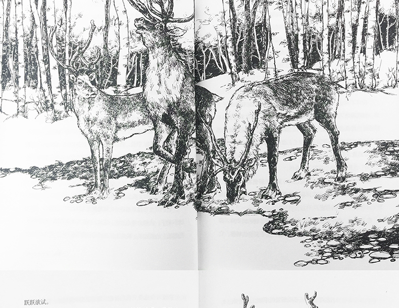 《【诺森正版】驯鹿六季黑鹤动物小说系列沈石溪动物小说7-8-12岁儿童