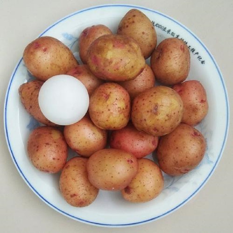 云南红皮黄心小土豆小洋芋马铃薯批发净重9斤带箱10斤装每日正常发货