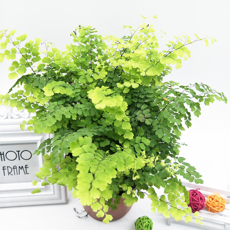 yicheng铁线蕨盆栽室内绿植耐阴植物可水培办公室桌面花卉四季常青