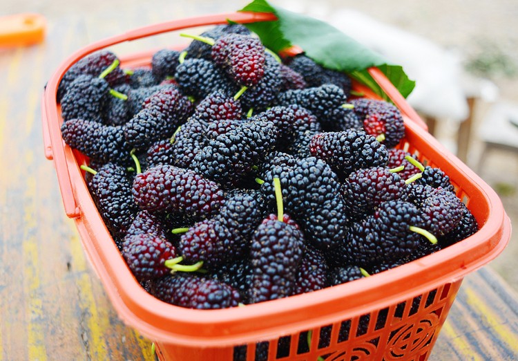 2019新鲜桑葚鲜果水果桑枣无沙黑桑果可开发票2kg桑葚