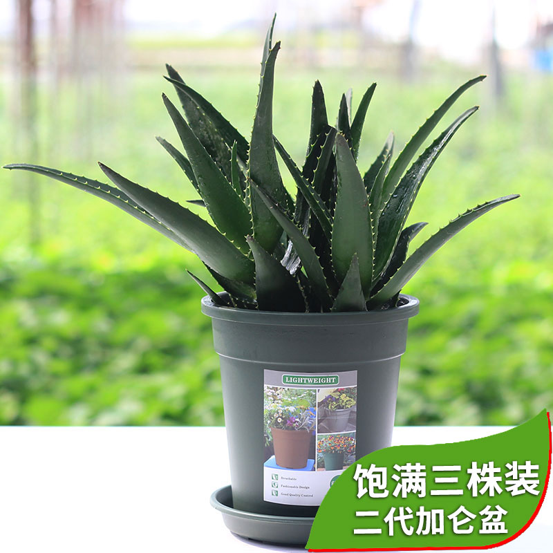 奥纳斯鲜花绿植芦荟原产于地中海,非洲,因其易于栽种,为花叶兼备的