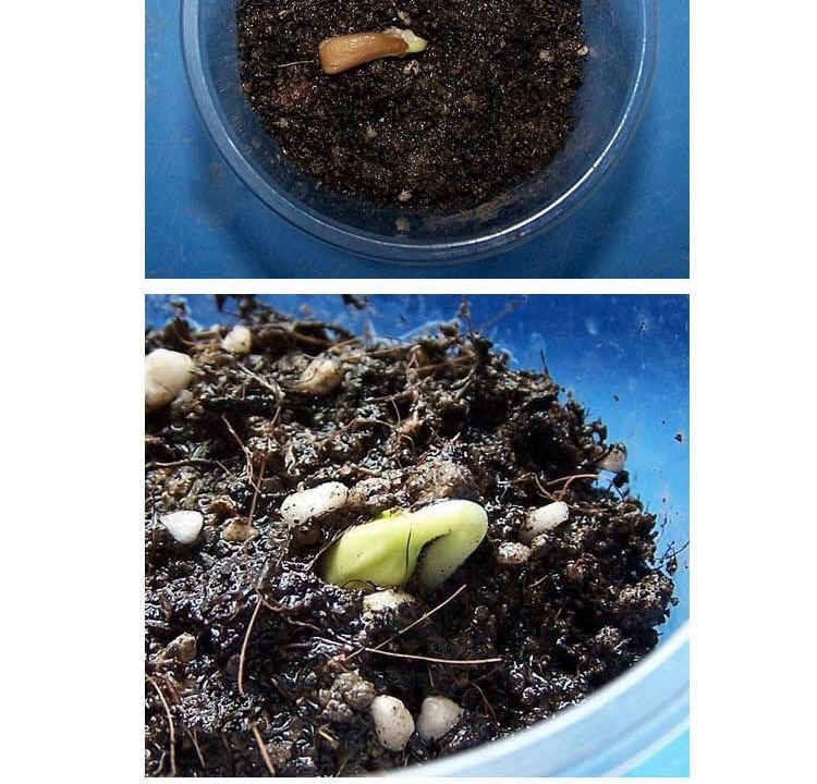 子喧进口红枫种子四季种易活室内盆栽庭院观花叶绿植物花种子开花不断