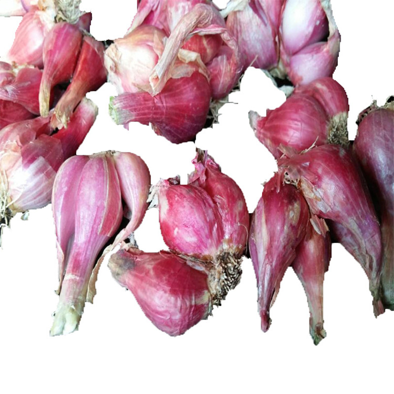 四川红葱头小香葱种子火葱榨葱油干葱头生鲜新鲜蔬菜可开发票15kg3斤