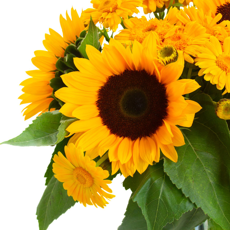 xj向日葵花家居客厅花束花材速递配花太阳花昆明呈贡鲜花可开发票