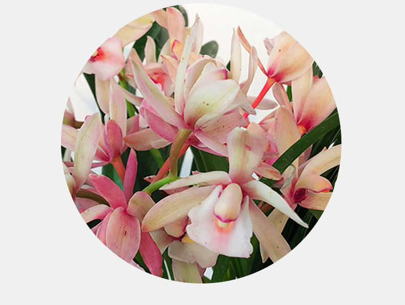 兰花夜来香四季兰建兰浓香型花盆栽室内花卉绿植好养室内易活