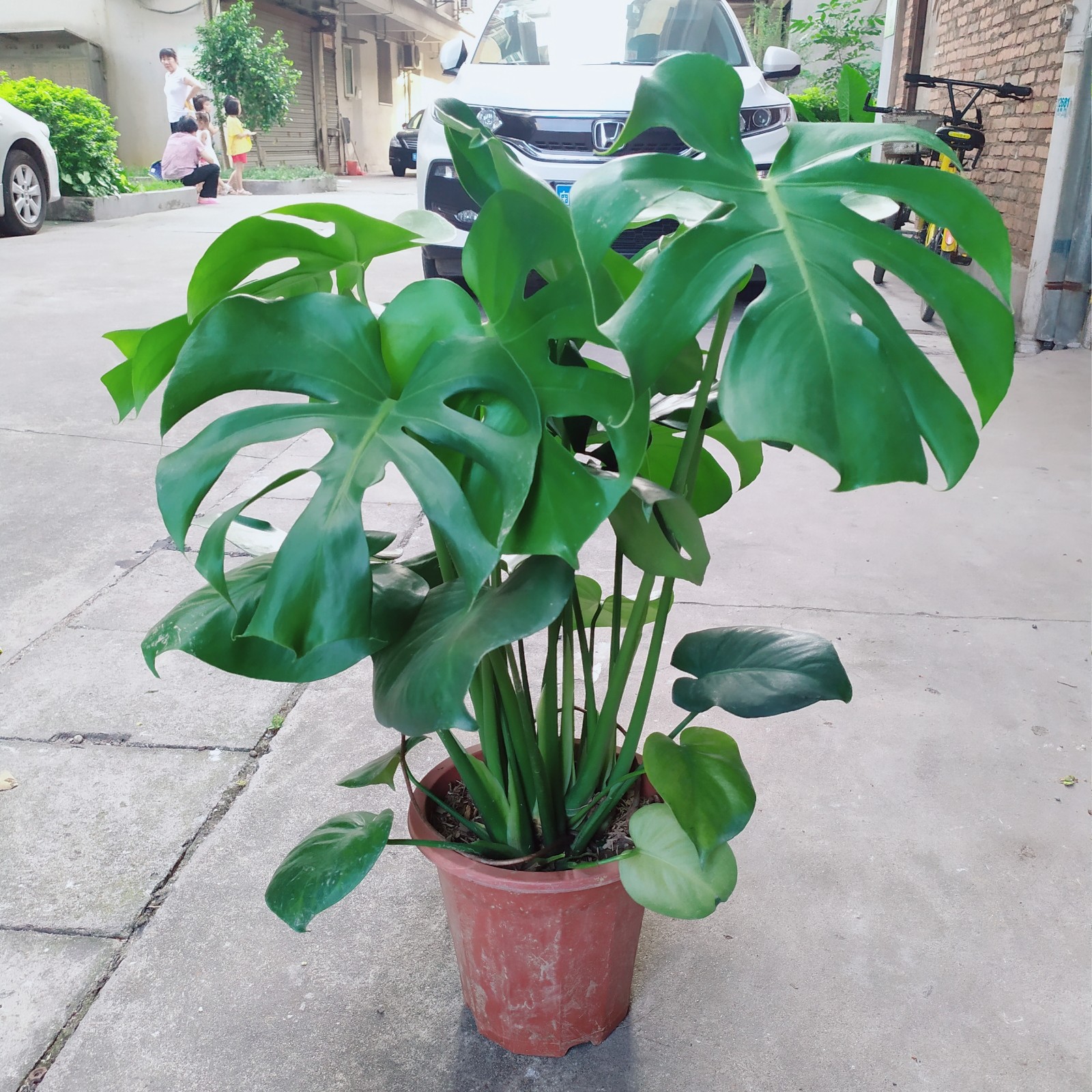 吸甲醛净化空气绿色植物艺呈 开背龟背竹连盆80-90cm高280#简易盆送肥