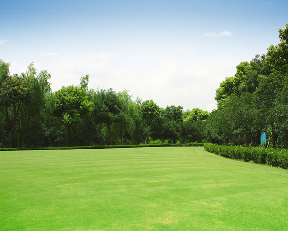 美国四季青坪种子四季青籽种耐寒耐践踏工程绿化护坡