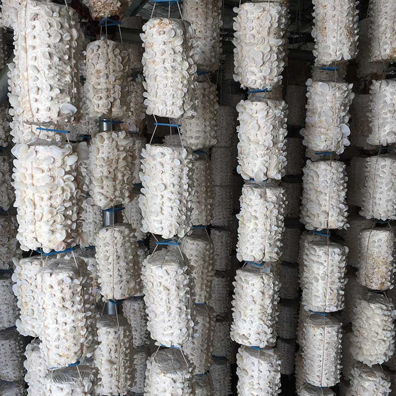 家养观赏白玉木耳盆栽装饰创意菌种菌包阳台种蘑菇菌包蘑菇种植家庭