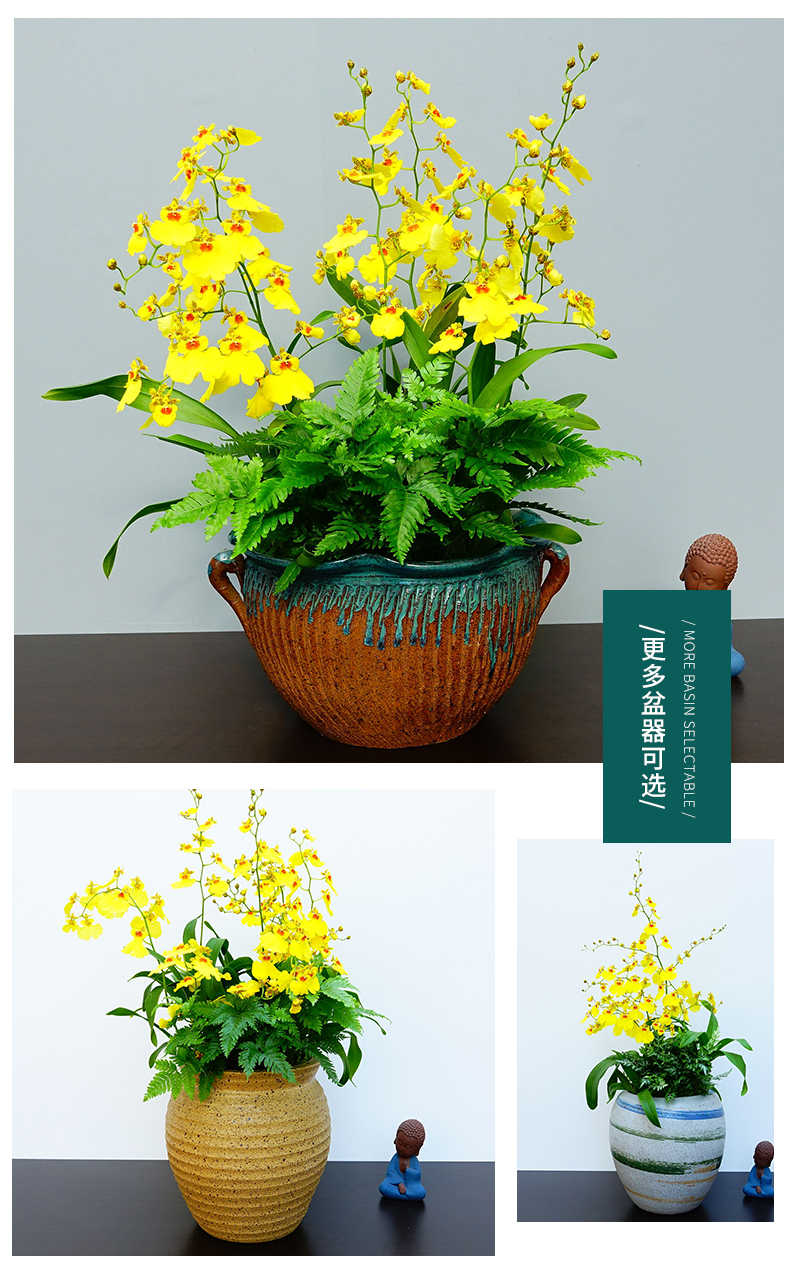 跳舞兰盆栽文心兰植物室内花艺前台餐桌办公桌艺术盆栽绿植