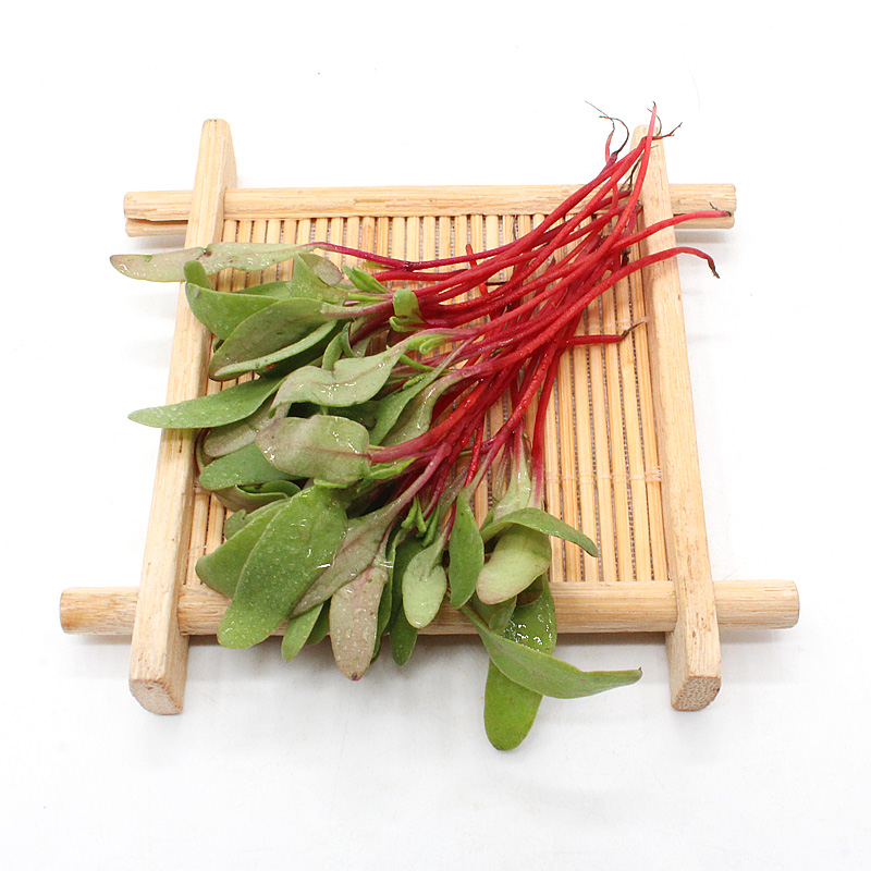 超级新品 甜菜苗 40g 甜菜头苗 红菜头粉 甜菜根苗 紫新鲜蔬菜 日天