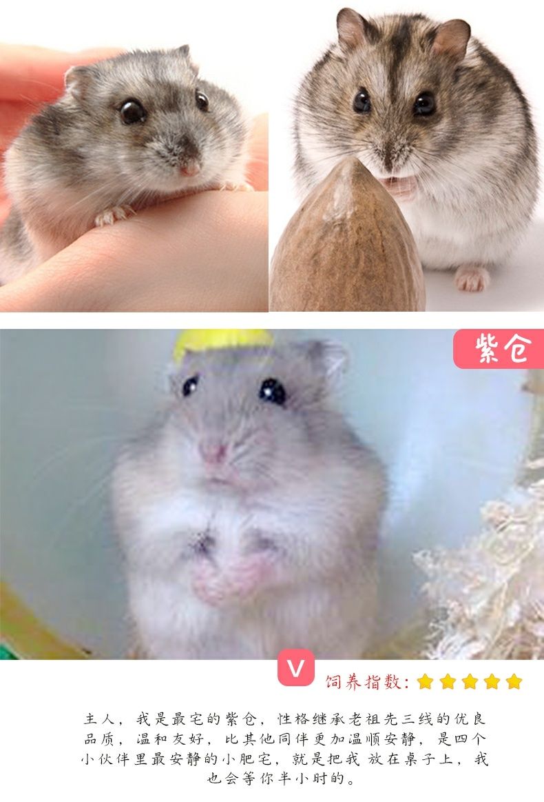 三线公仓鼠活物宠物金丝熊活体三线布丁紫仓情侣小仓鼠一只宠物宝宝幼