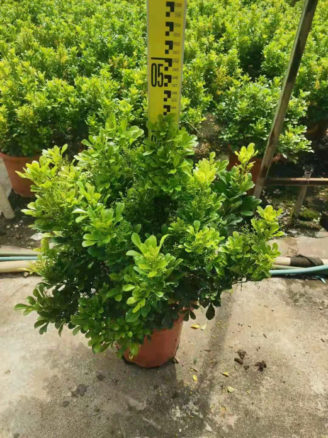 米兰盆栽40cm高10年老桩米兰仔米兰花基地直销无中间商40cm高10年老桩