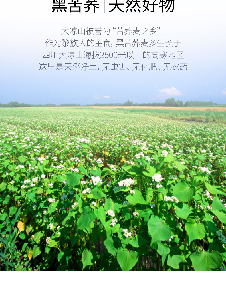 泸州万年荞白酒两瓶特价小酒苦荞酒荞麦酒精酿3年窖藏45度100ml