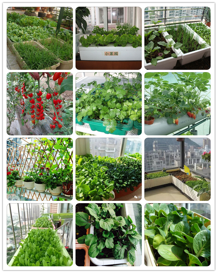 特大牛角椒种子耐热高产果大阳台蔬菜庭院种菜辣椒种子朝天椒籽