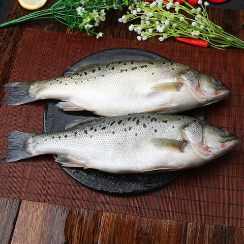 海鲈鱼新鲜冷冻赛花鲈鱼鲜活海鲜鱼七星鲈鱼深海鱼小