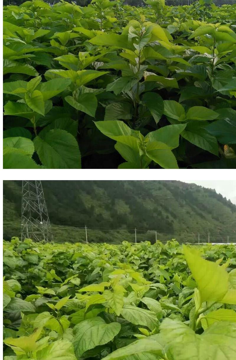 蛋白桑饲料桑大叶桑蚕桑农桑12号14果桑树杂交桑种子桑特优12号一斤