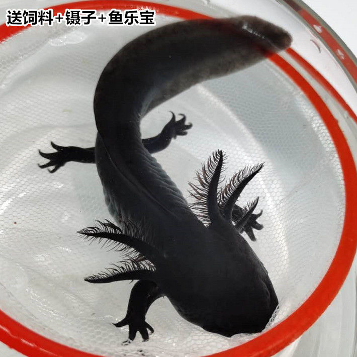 六角恐龙鱼淡水冷水鱼活体宠物鱼霸王蝾螈金鱼龙鱼清道夫好养耐活