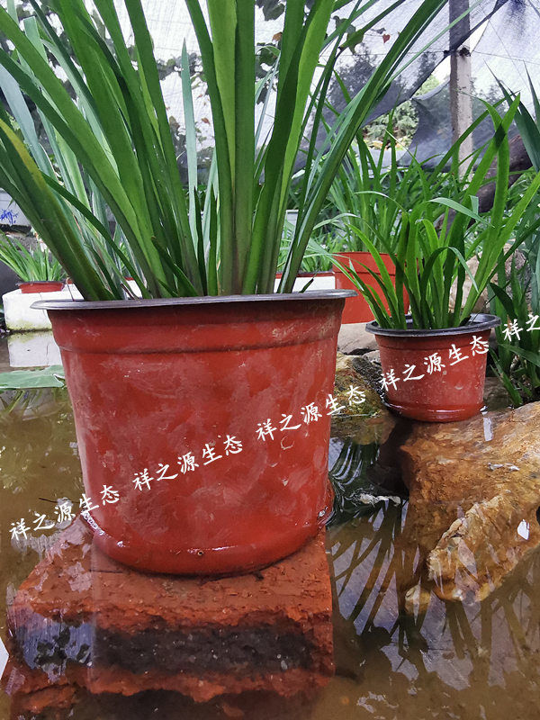 茴香菖蒲湖南沙姜香草盆栽随手香附石养龟水培香菖蒲草盆景茴香菖蒲10