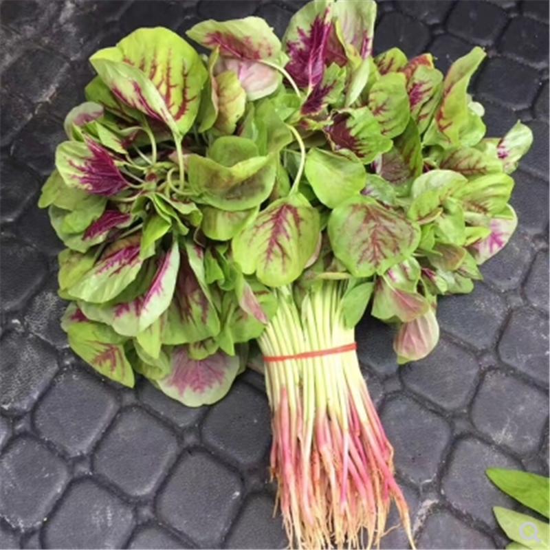 一点红苋菜种子野生菜农家菜四季野菜春夏季秋冬青菜种籽蔬菜种孑