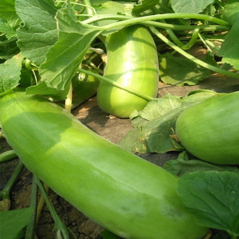 3kg 八棱脆瓜 菜瓜当季水果小香瓜甜瓜