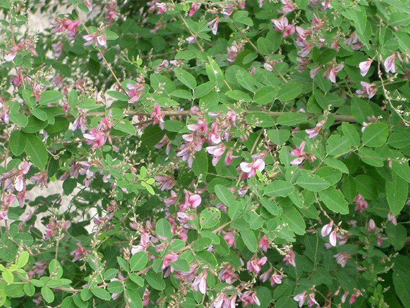 多花木兰种子蜜源植物野蓝枝种子公路绿化护坡型灌木牧种子