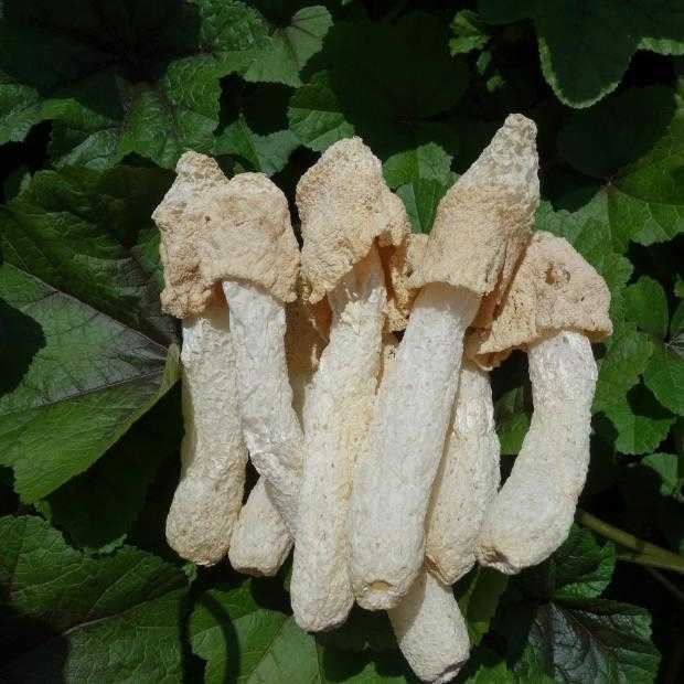 一斤装竹荪竹笙天然无硫熏菇蕾农家自产干货特产直销肉厚蘑菇菌