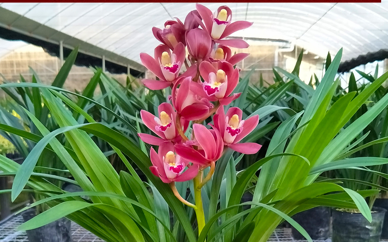 yicheng名贵兰花苗红将军浓香型建兰室内盆栽花卉阳台客厅绿植兰草