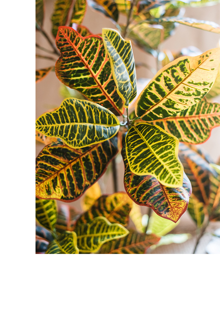 ciaa装饰摆件 洒金榕树变色木超大型绿植盆景盆栽仿真植物地面装饰办