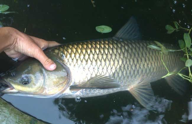 到美(daomei)鱼饵2395857270 (daomei)草鱼饵野黑坑钓草鲤鱼饵料配方