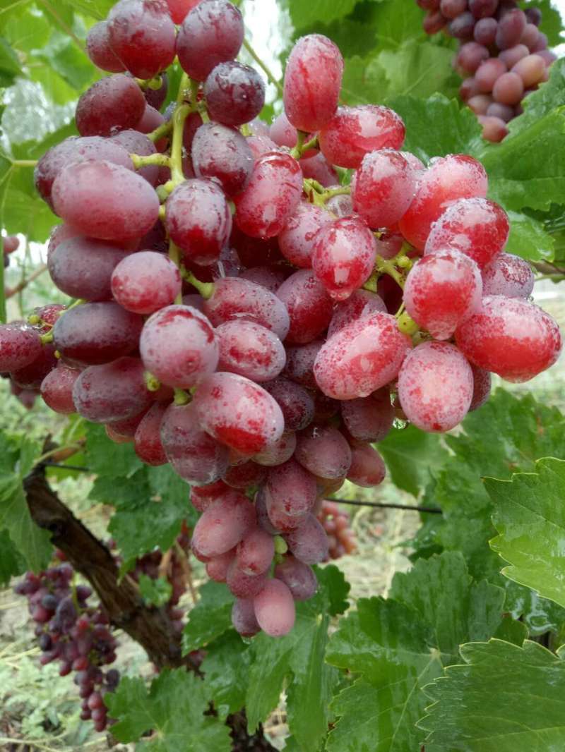 新疆克瑞森葡萄4斤