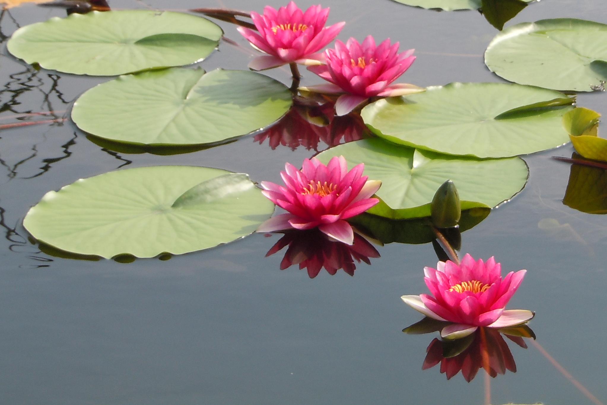 大睡莲根块室内池塘水池水培植物水生根块四季睡莲花根茎
