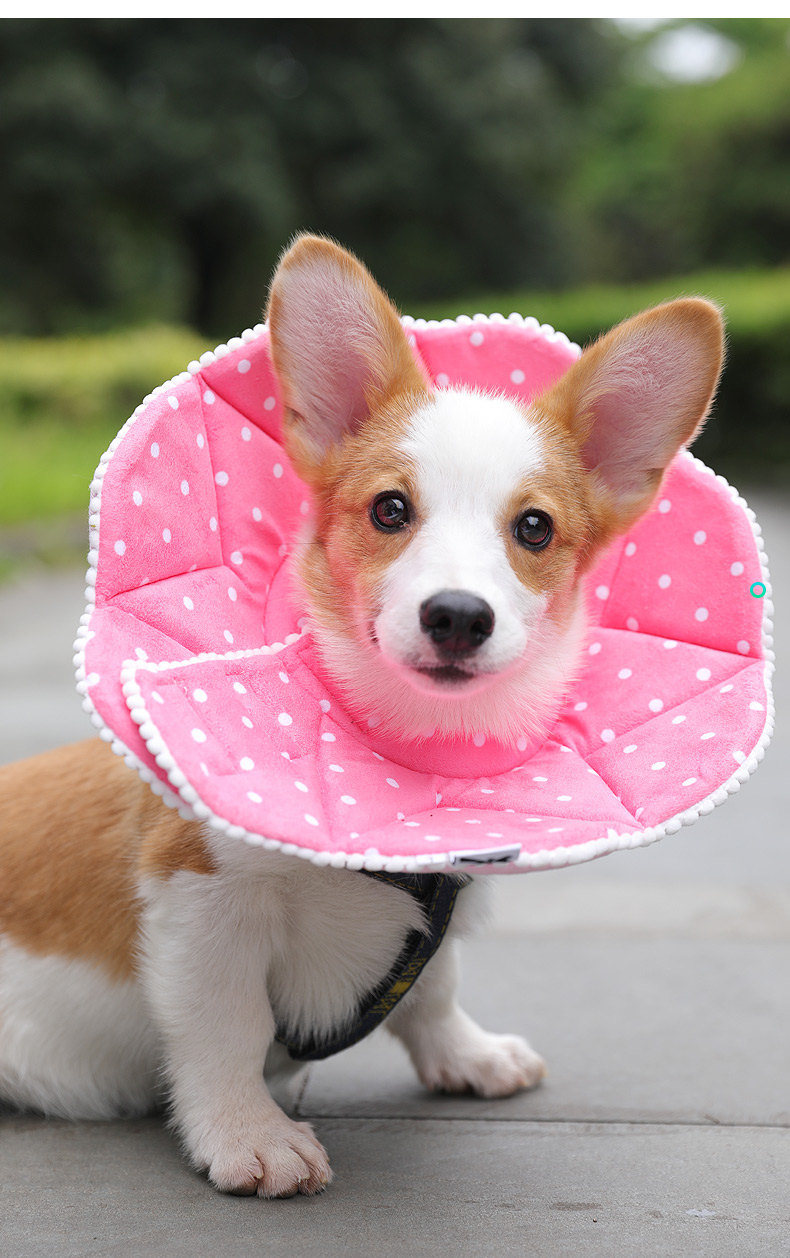 豆乐奇(douleqi) 狗狗伊丽莎白圈泰迪猫咪狗项圈狗脖圈脖套头套宠物防