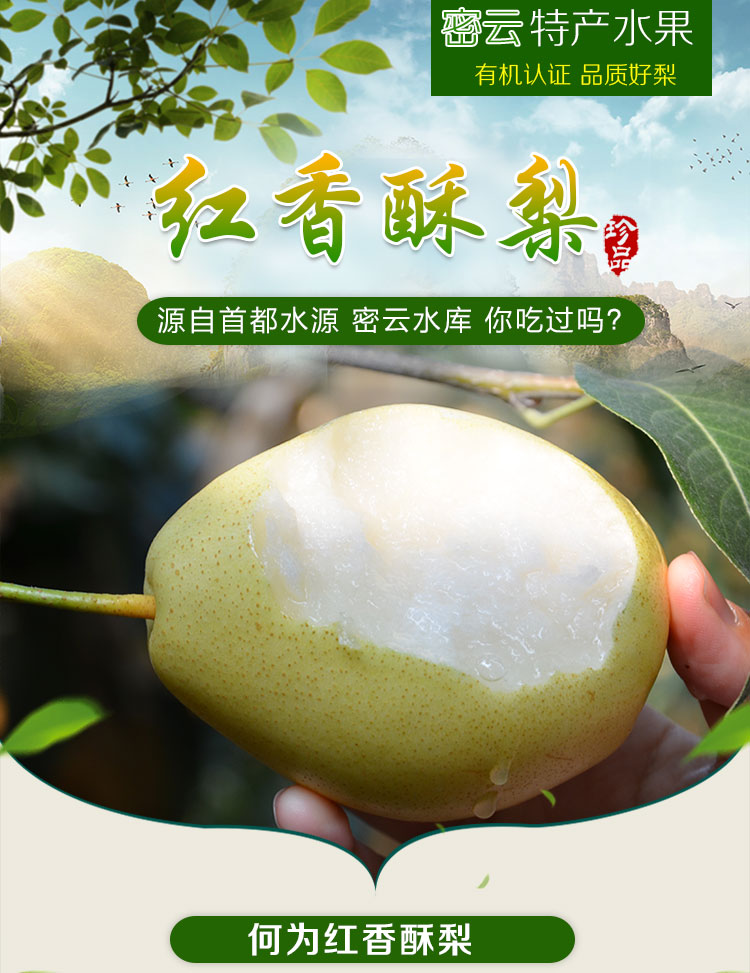 正宗北京密云红香酥梨5斤庄头峪梨子特产当季孕妇水果新鲜现