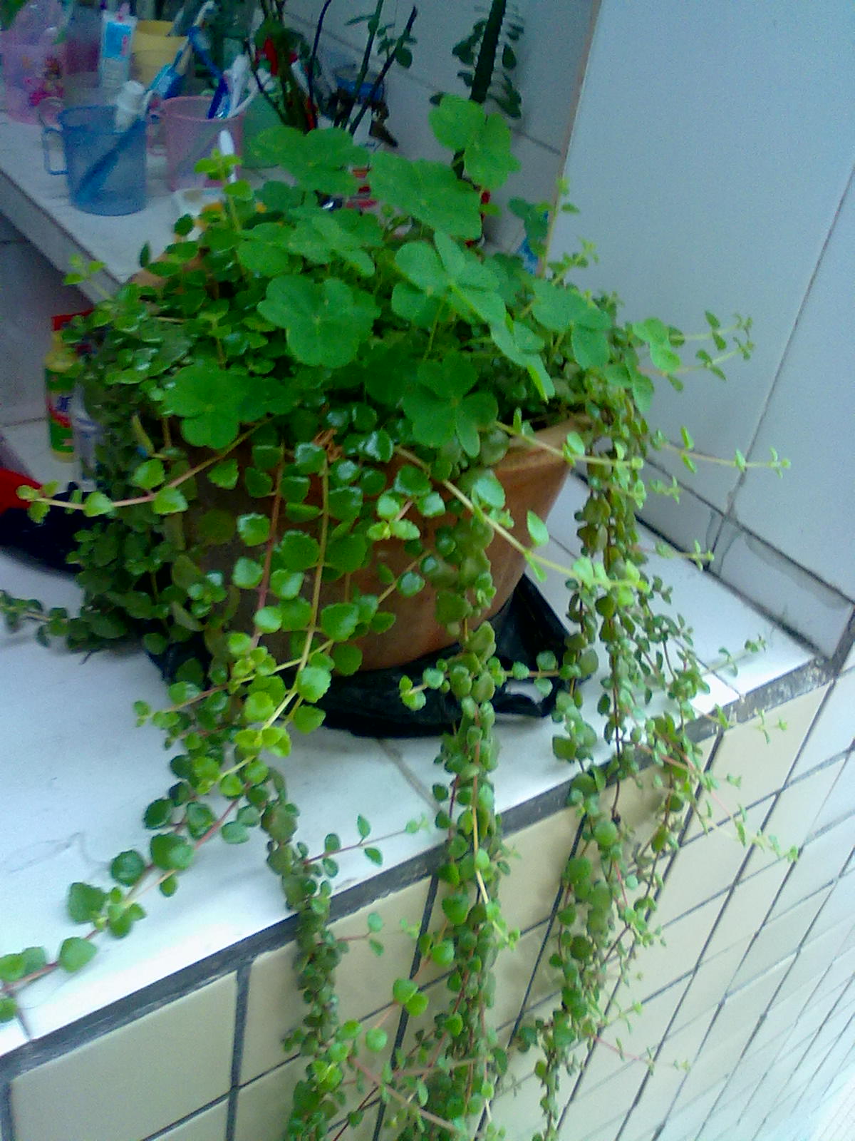 靓益洁(liangyijie) 可做中材垂盆草花苗食用养肝清热解毒吊兰盆栽