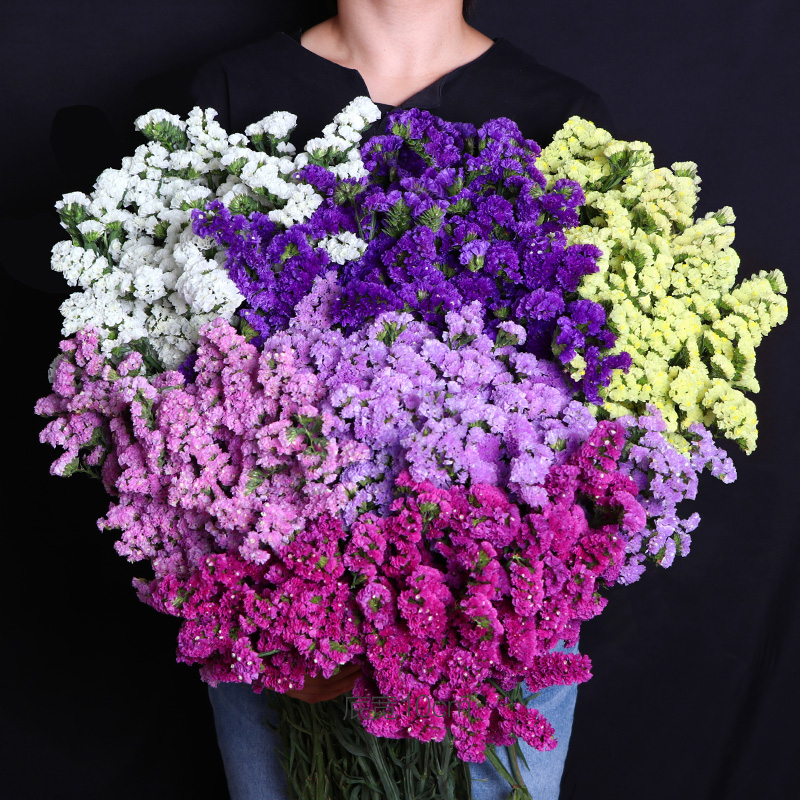 云南天然风勿忘我干花花束装饰真花插花客厅摆件论斤卖满天星批发