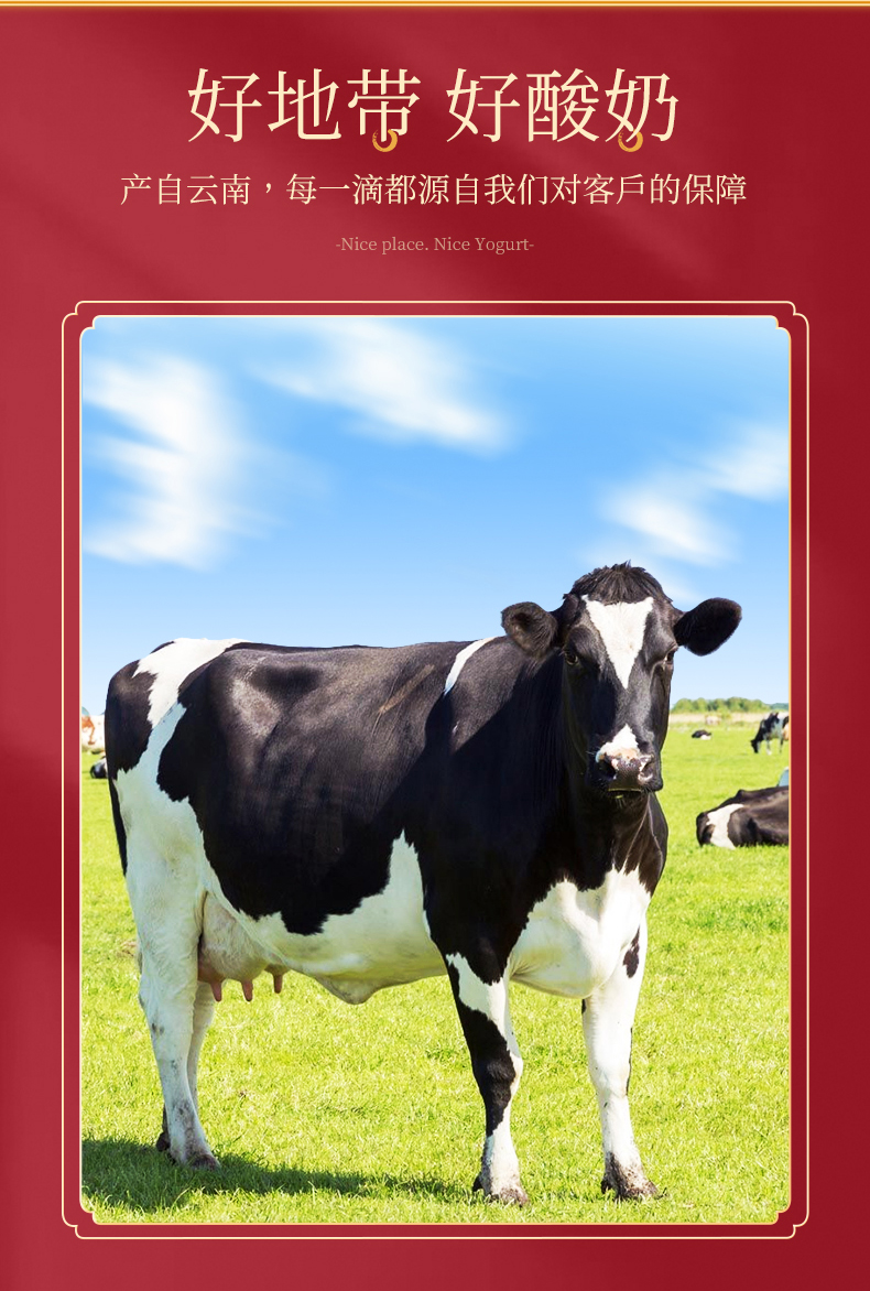 雪兰自立袋果实粒酸奶风味发酵乳酸牛奶200g12组合口味