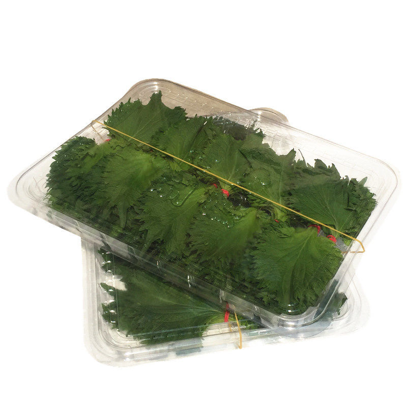 新鲜大片紫苏叶80片日本大叶苏子叶寿司料理刺身生鱼片摆盘装饰