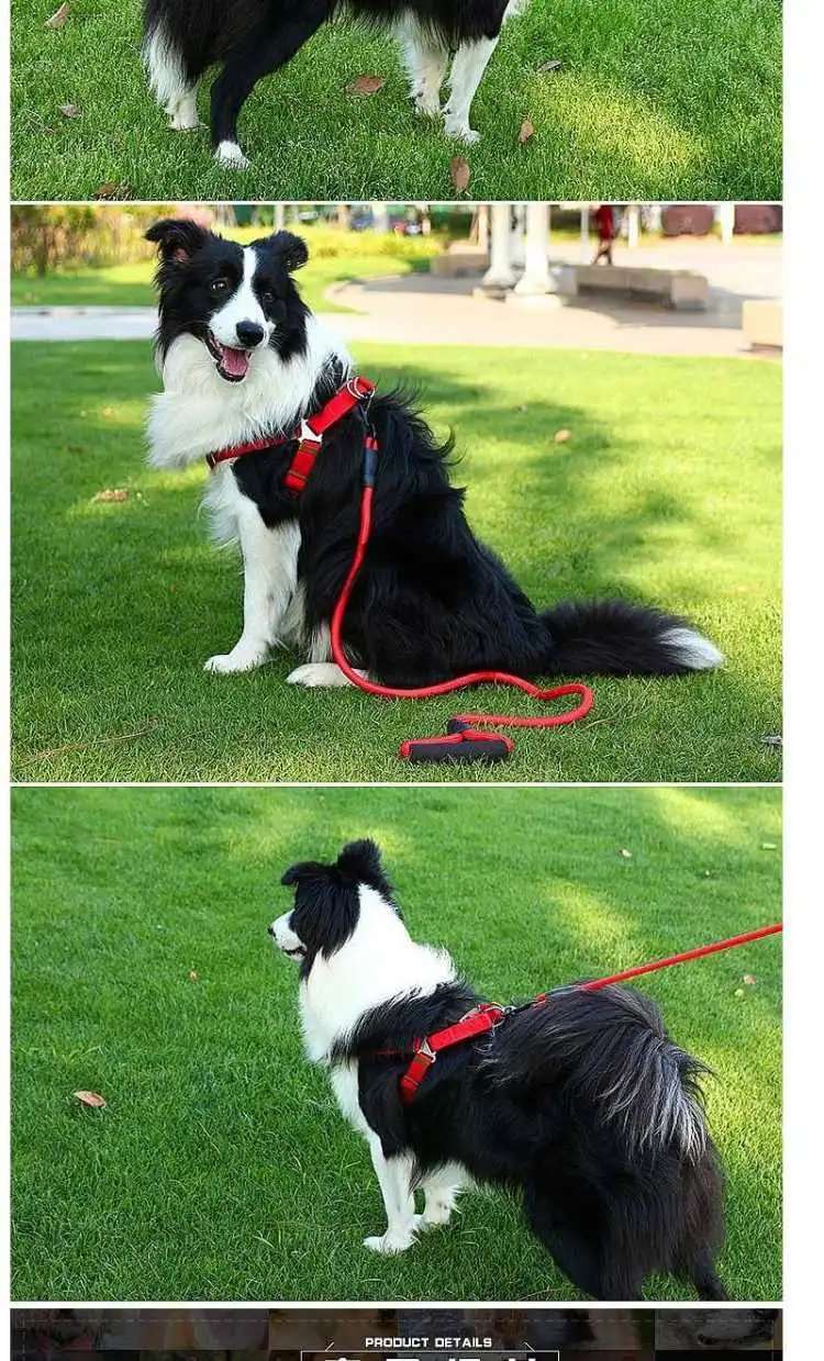 边牧牵引绳胸背带防咬狗项圈套装边境牧羊犬遛狗绳牵狗绳耐咬狗黄色