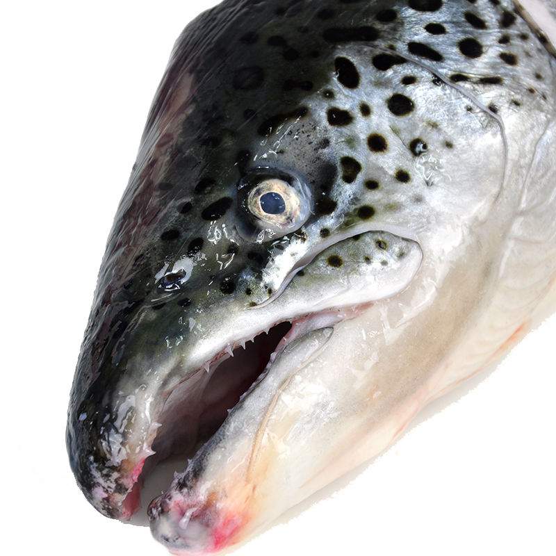 虹鳟三文鱼头鱼头新鲜超大冰鲜海鲜水产鲜活烧烤炖汤食材鱼头 当天现