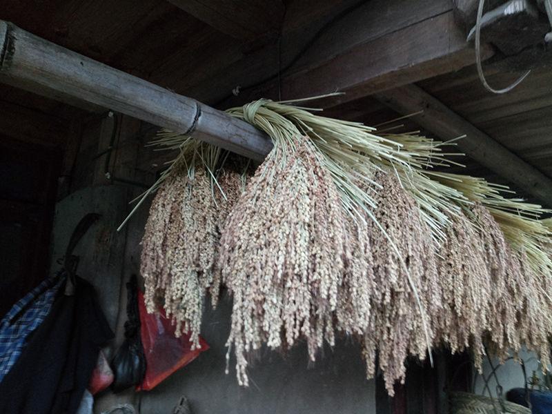 贵州香糯米禾杆稻草芯去尾绑三宝扎手工编织道具捆东坡稻香肉农家糯