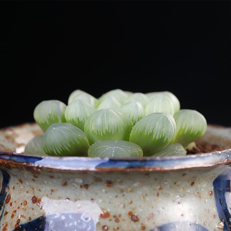 7cm大窗玉露多肉植物盆栽萌肉肉植物不含盆办公室防辐射绿植