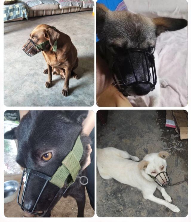 嘴巴套通用狗套嘴狗嘴套可调节嘴套嘴巴套子防叫小号防咬4号建议2555