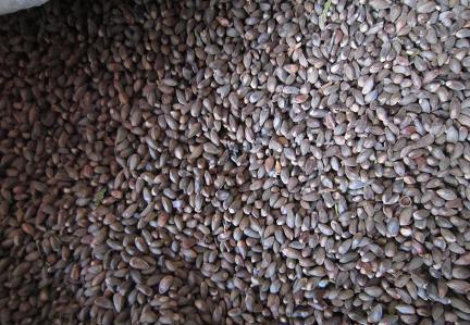 侧柏种子洒金柏塔柏圆柏刺柏蜀桧柏树籽装枕头桧柏种子柏香柏树