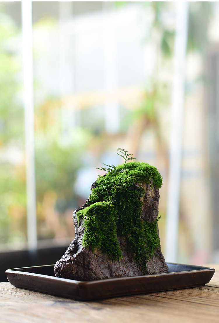 三维工匠苔藓盆栽假山吸水石盆景水培青苔造景办公室桌面净化空气花盆