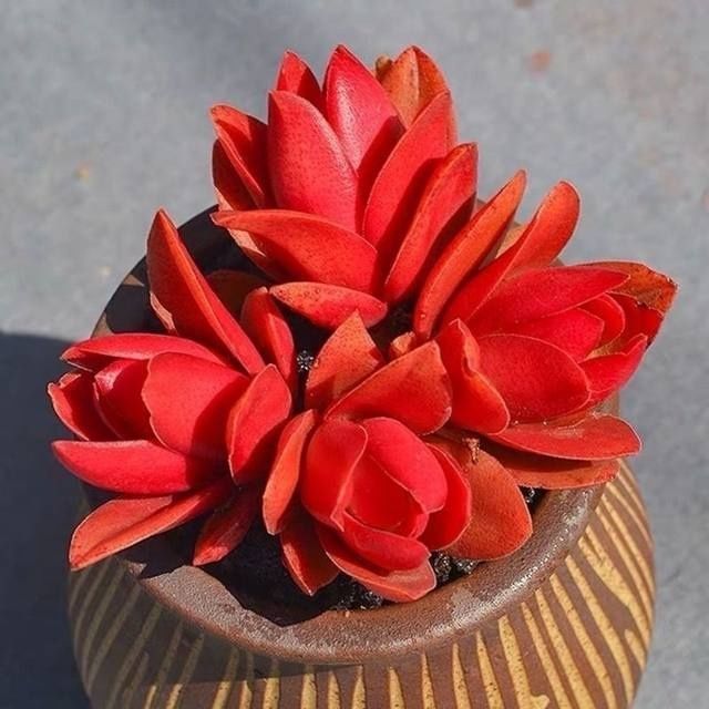 多肉绿植花卉红红火火室内阳台四季植物