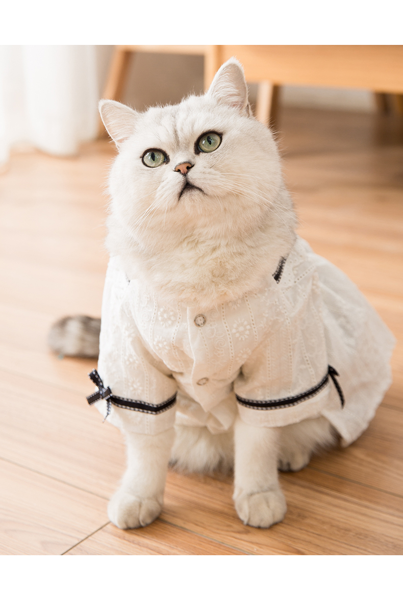 猫咪公主蕾丝裙小幼猫奶猫宠物的可爱网红衣服春秋装薄款无防掉毛 21