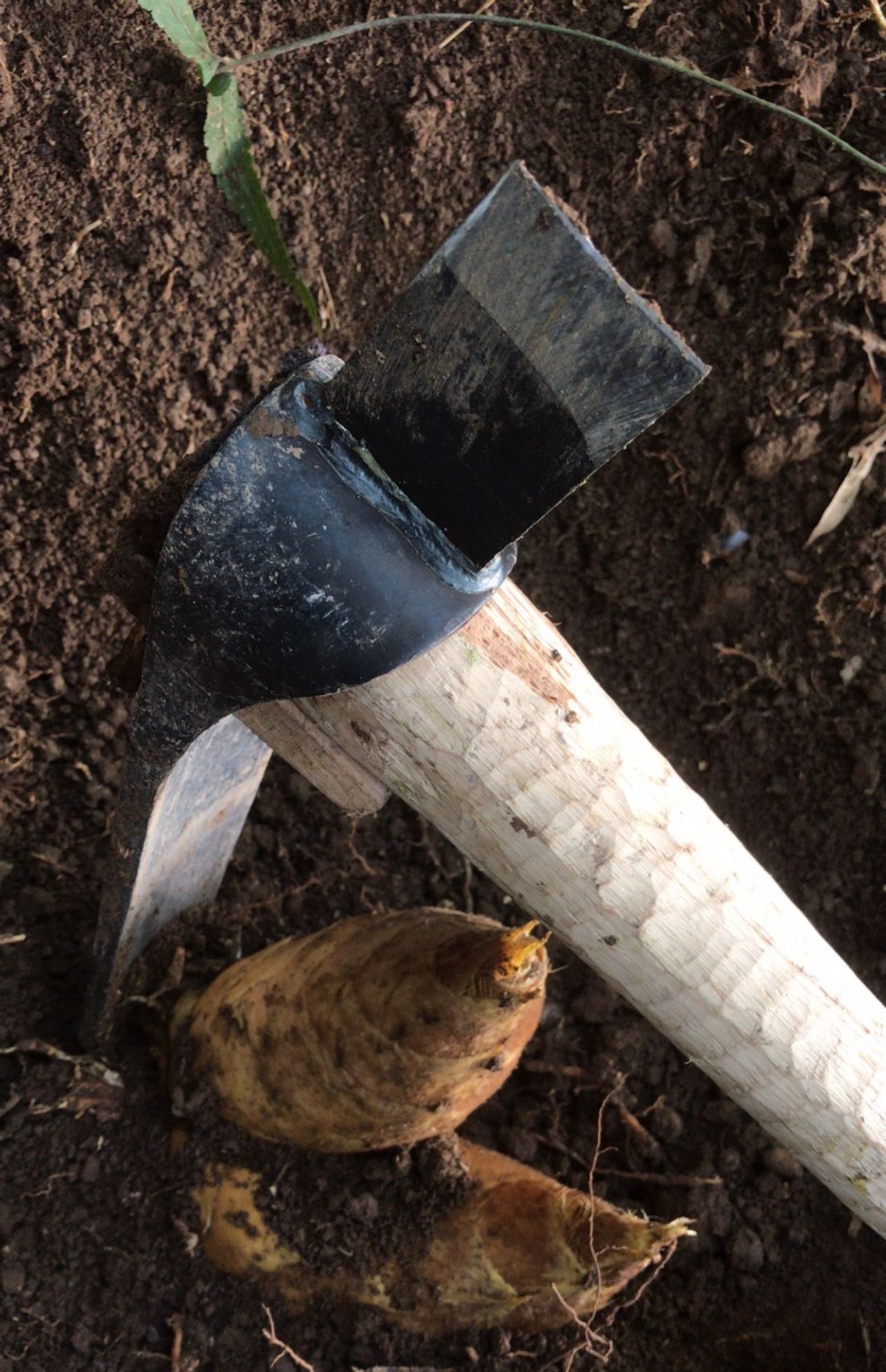 jing ping挖笋专用锄头弹簧钢手工锻打挖冬笋挖树根两用锄斧65锰钢