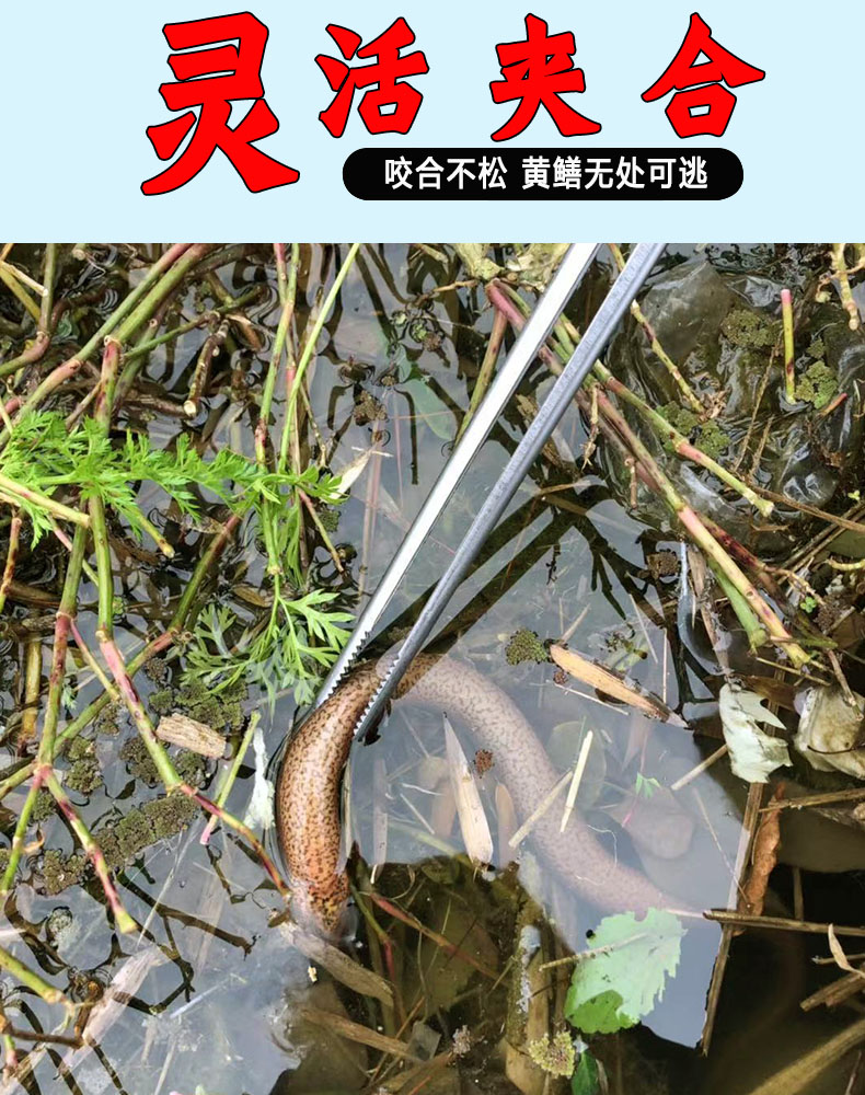 御蓝锦清洁工具 御蓝锦防滑不锈钢黄鳝夹泥鳅鳝鱼钳赶海s器夹蛇加长